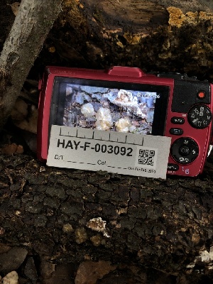  ( - HAY-F-003092)  @11 [ ] by-nc (2023) Dean Lyons Fungal Diversity Survey