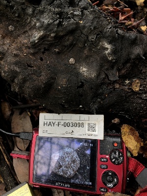 ( - HAY-F-003098)  @11 [ ] by-nc (2023) Dean Lyons Fungal Diversity Survey