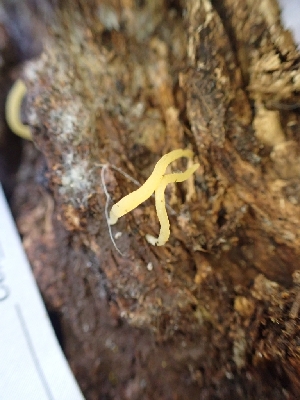  ( - HAY-F-003603)  @11 [ ] by-nc (2023) Sadie Hickey Fungal Diversity Survey