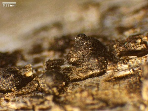  ( - HAY-F-002674)  @11 [ ] c (2023) Rudy Diaz Fungal Diversity Survey