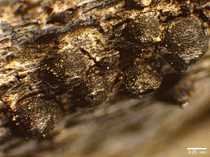  ( - HAY-F-002674)  @11 [ ] c (2023) Rudy Diaz Fungal Diversity Survey