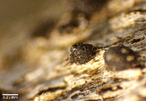  (Lophiostoma sp. CA01 - HAY-F-002674)  @11 [ ] c (2023) Rudy Diaz Fungal Diversity Survey