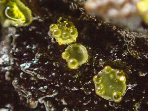  ( - HAY-F-003084)  @11 [ ] by-nc (2023) Dean Lyons Fungal Diversity Survey