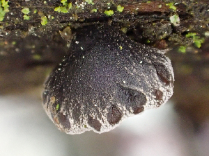  ( - HAY-F-003091)  @11 [ ] by-nc (2023) Dean Lyons Fungal Diversity Survey