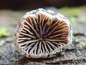  (Resupinatus - HAY-F-003091)  @11 [ ] by-nc (2023) Dean Lyons Fungal Diversity Survey