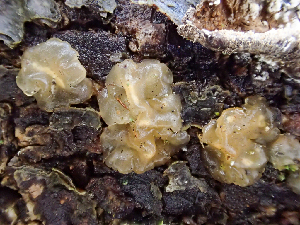  ( - HAY-F-003092)  @11 [ ] by-nc (2023) Dean Lyons Fungal Diversity Survey