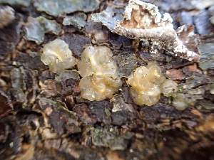  ( - HAY-F-003092)  @11 [ ] by-nc (2023) Dean Lyons Fungal Diversity Survey