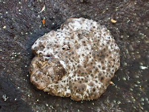  ( - HAY-F-003098)  @11 [ ] by-nc (2023) Dean Lyons Fungal Diversity Survey