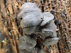  ( - HAY-F-003100)  @11 [ ] by-nc (2023) Dean Lyons Fungal Diversity Survey