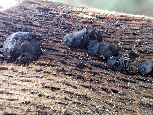  ( - HAY-F-003100)  @11 [ ] by-nc (2023) Dean Lyons Fungal Diversity Survey