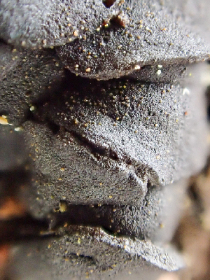  ( - HAY-F-003100)  @11 [ ] by-nc (2023) Dean Lyons Fungal Diversity Survey