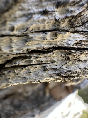  (Cryptodiscus sp. CA01 - HAY-F-002670)  @11 [ ] c (2023) Rudy Diaz Fungal Diversity Survey