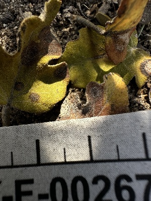  (Microsphaeropsis - HAY-F-002672)  @11 [ ] c (2023) Rudy Diaz Fungal Diversity Survey