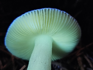  ( - HAY-F-003366)  @11 [ ] by (2023) Mandy Hackney Fungal Diversity Survey