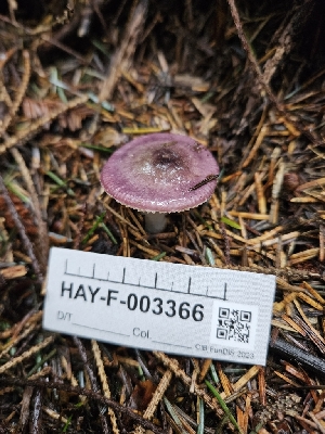  ( - HAY-F-003366)  @11 [ ] by (2023) Mandy Hackney Fungal Diversity Survey