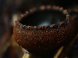  ( - HAY-F-003364)  @11 [ ] by (2023) Mandy Hackney Fungal Diversity Survey