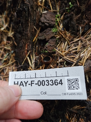  ( - HAY-F-003364)  @11 [ ] by (2023) Mandy Hackney Fungal Diversity Survey