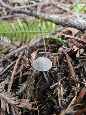  ( - HAY-F-003361)  @11 [ ] by (2023) Mandy Hackney Fungal Diversity Survey