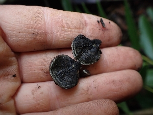  ( - HAY-F-003609)  @11 [ ] by-nc (2023) Sadie Hickey Fungal Diversity Survey