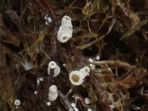  ( - HAY-F-003612)  @11 [ ] by-nc (2023) Sadie Hickey Fungal Diversity Survey