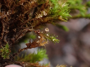  ( - HAY-F-003612)  @11 [ ] by-nc (2023) Sadie Hickey Fungal Diversity Survey