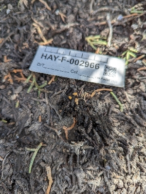  ( - HAY-F-002966)  @11 [ ] by-nc (2023) Stu Pickell Fungal Diversity Survey
