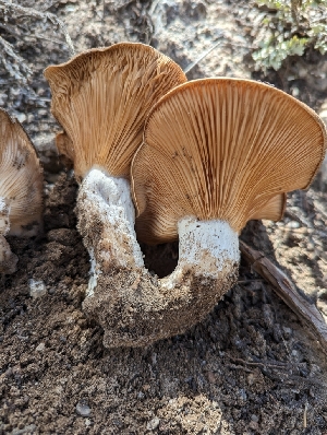  ( - HAY-F-002859)  @11 [ ] by-nc (2023) Stu Pickell Fungal Diversity Survey