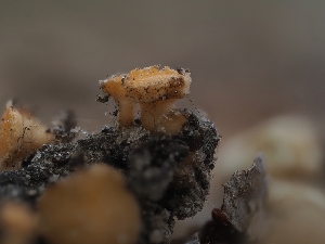  ( - HAY-F-002966)  @11 [ ] by-nc (2023) Stu Pickell Fungal Diversity Survey