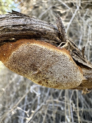  ( - HAY-F-002695)  @11 [ ] c (2023) Rudy Diaz Fungal Diversity Survey
