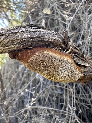  ( - HAY-F-002695)  @11 [ ] c (2023) Rudy Diaz Fungal Diversity Survey