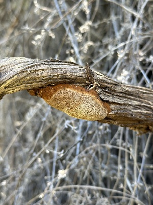  ( - HAY-F-002695)  @11 [ ] c (2023) Rudy Diaz Fungal Diversity Survey