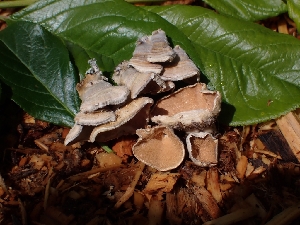  ( - HAY-F-003592)  @11 [ ] by-nc (2023) Sadie Hickey Fungal Diversity Survey