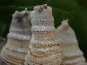  ( - HAY-F-003592)  @11 [ ] by-nc (2023) Sadie Hickey Fungal Diversity Survey