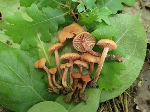  (Laccaria sp. laccata PNW01 x laccata PNW02 - HAY-F-003617)  @11 [ ] by-nc (2023) Sadie Hickey Fungal Diversity Survey