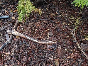  ( - HAY-F-000909)  @11 [ ] by-nc (2023) Warren Cardimona Fungal Diversity Survey