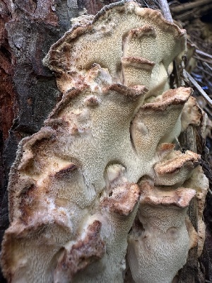  ( - HAY-F-002704)  @11 [ ] c (2023) Rudy Diaz Fungal Diversity Survey