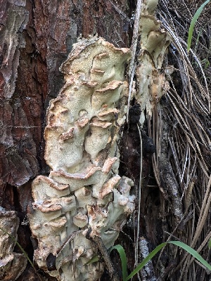  ( - HAY-F-002704)  @11 [ ] c (2023) Rudy Diaz Fungal Diversity Survey