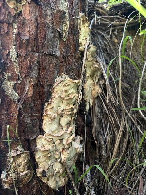  ( - HAY-F-002704)  @11 [ ] c (2023) Rudy Diaz Fungal Diversity Survey