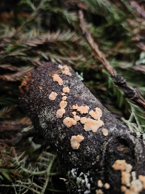  ( - HAY-F-003317)  @11 [ ] by (2023) Mandy Hackney Fungal Diversity Survey