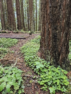  ( - HAY-F-003317)  @11 [ ] by (2023) Mandy Hackney Fungal Diversity Survey