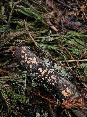  ( - HAY-F-003317)  @11 [ ] by (2023) Mandy Hackney Fungal Diversity Survey