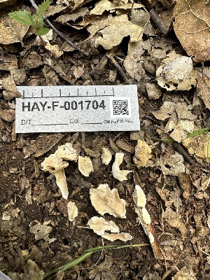  ( - HAY-F-001704)  @11 [ ] by-nc (2023) Bat Vardeh Fungal Diversity Survey