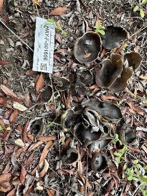  ( - HAY-F-001656)  @11 [ ] by-nc (2023) Bat Vardeh Fungal Diversity Survey