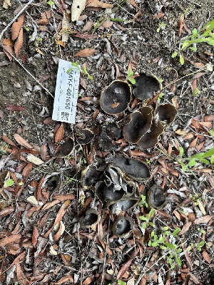  ( - HAY-F-001656)  @11 [ ] by-nc (2023) Bat Vardeh Fungal Diversity Survey