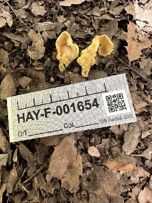  (Paragalactinia infossa - HAY-F-001654)  @11 [ ] by-nc (2023) Bat Vardeh Fungal Diversity Survey