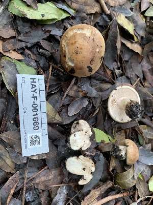  ( - HAY-F-001669)  @11 [ ] by-nc (2023) Bat Vardeh Fungal Diversity Survey