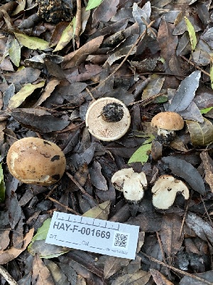  ( - HAY-F-001669)  @11 [ ] by-nc (2023) Bat Vardeh Fungal Diversity Survey