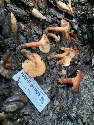  ( - HAY-F-001635)  @11 [ ] by-nc (2023) Bat Vardeh Fungal Diversity Survey