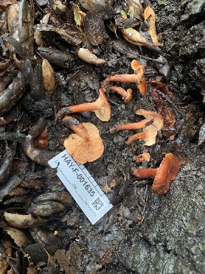  ( - HAY-F-001635)  @11 [ ] by-nc (2023) Bat Vardeh Fungal Diversity Survey