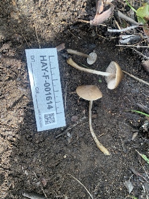  (Entoloma sp. CA03 - HAY-F-001614)  @11 [ ] by-nc (2023) Bat Vardeh Fungal Diversity Survey